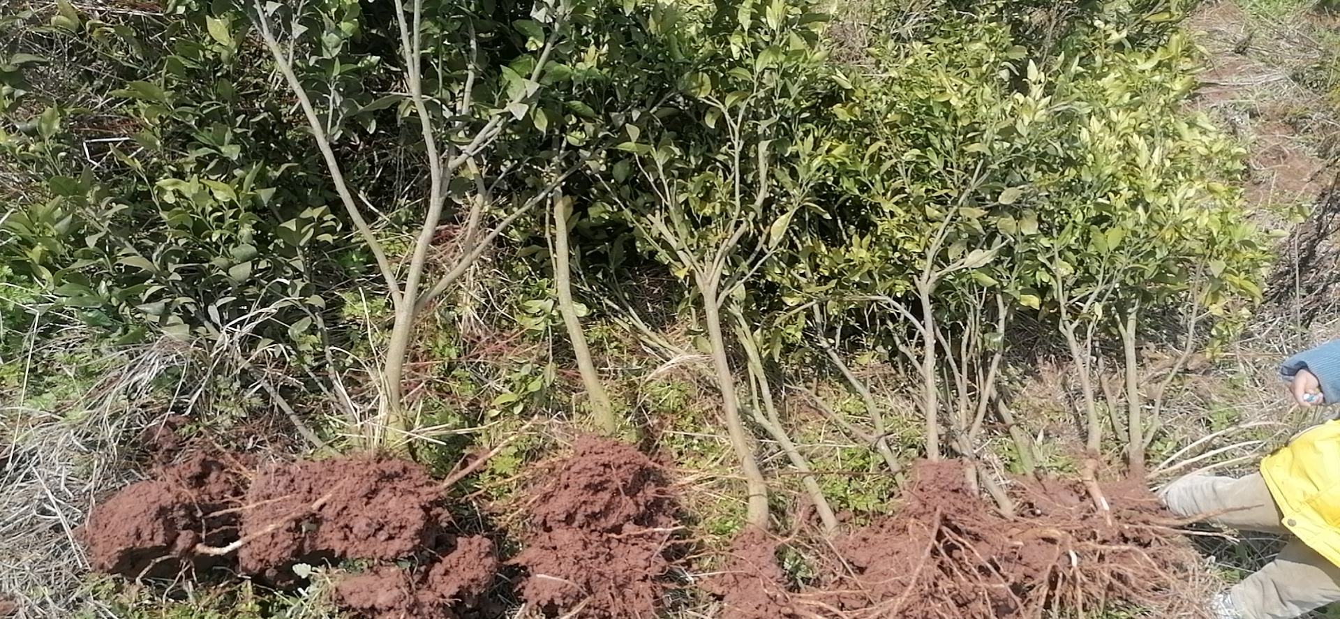 柑桔果园中技术人员正在实施灌根防治