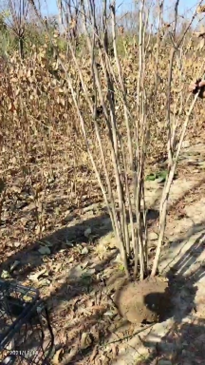 丛生紫槿（庭院小区观赏花紫槿树室外花卉植物紫槿）
