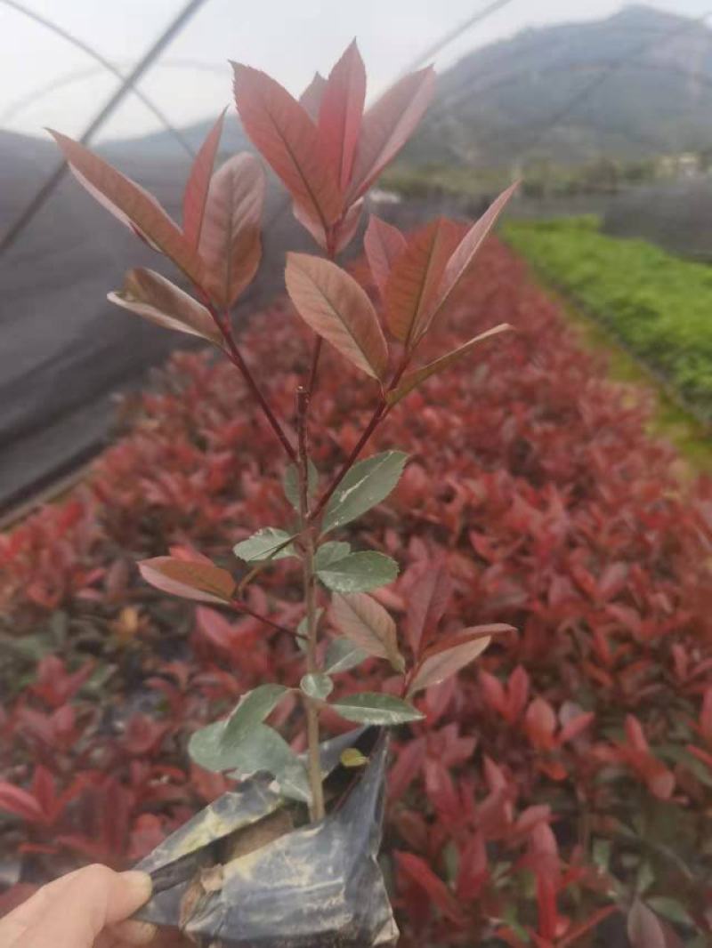 红叶石楠各种规格有需要的联系量大优惠，欢迎新老客户下单