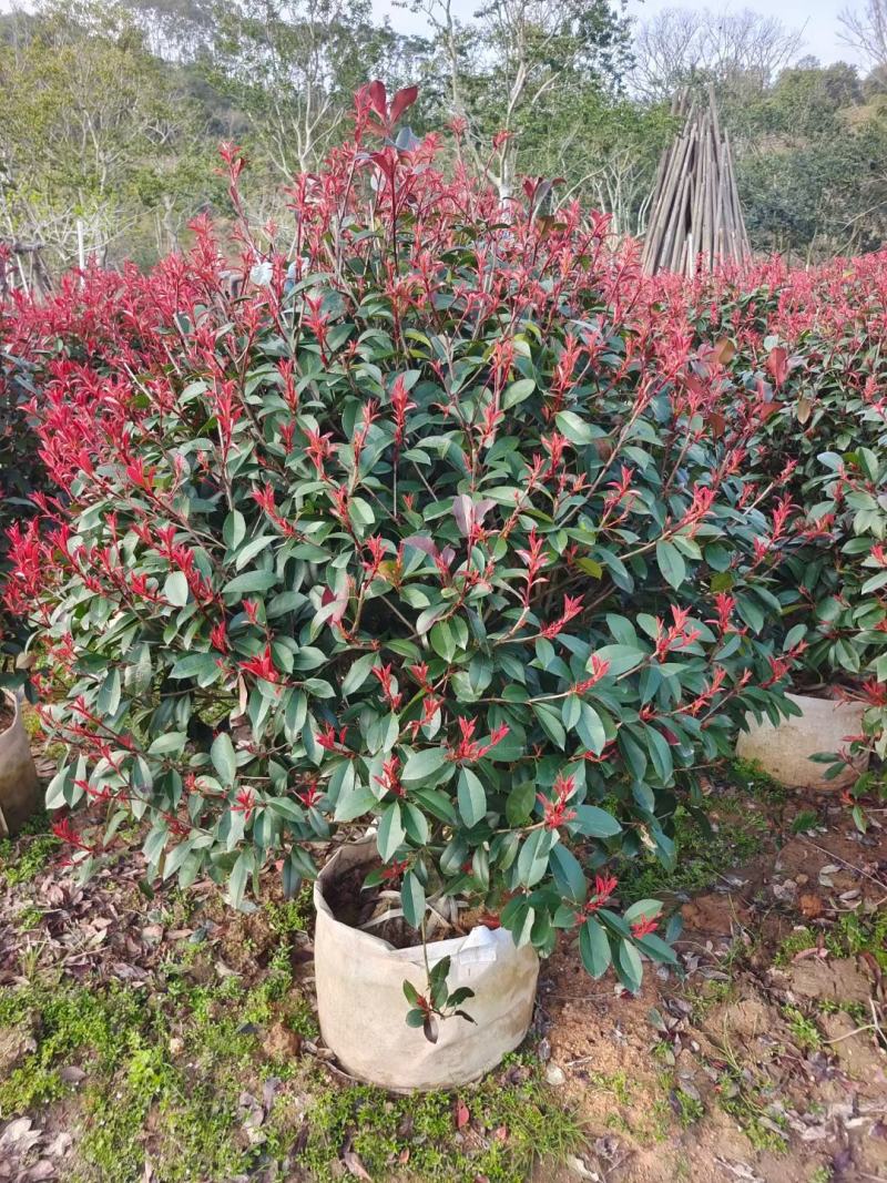 红叶石楠各种规格有需要的联系量大优惠，欢迎新老客户下单
