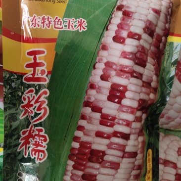 玉彩糯玉米种子，特色玉米，一代杂交。口感好