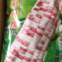 彩甜糯198玉米种子，甜糯爽口，