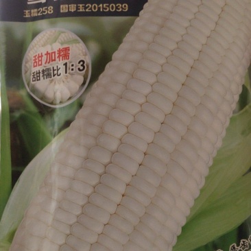 雪糯99玉米种子，甜加糯，又甜又糯，