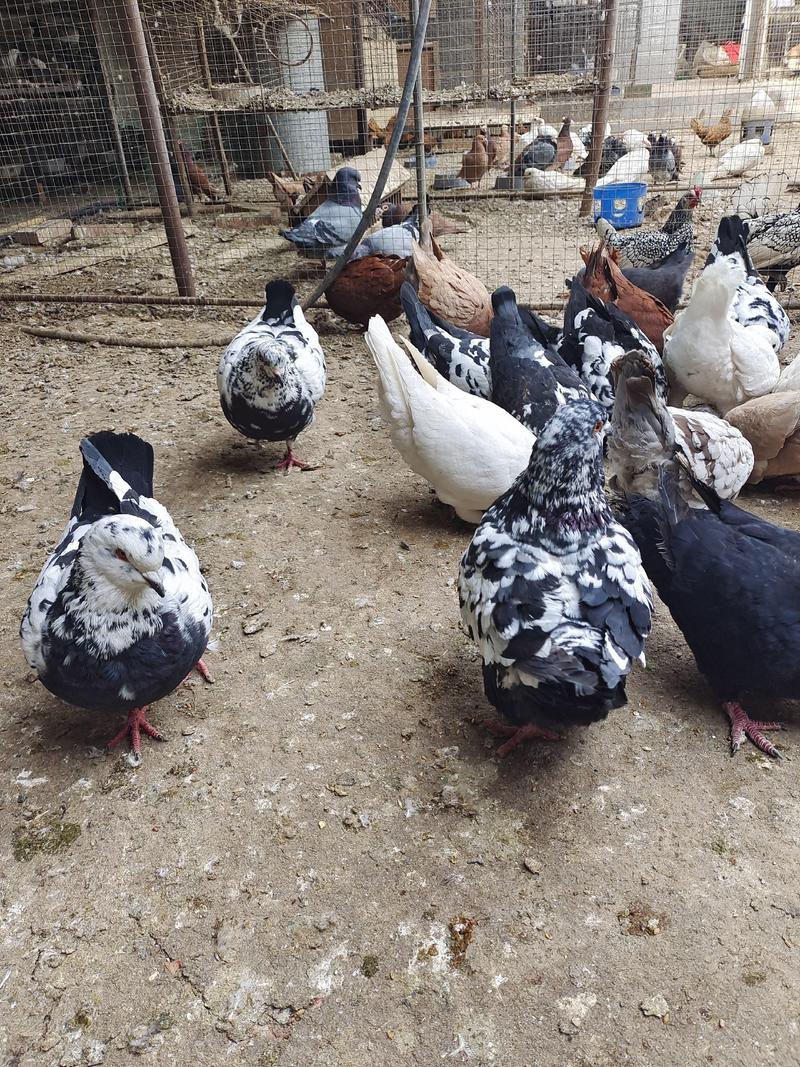 元宝鸽养殖场供应成年元宝鸽颜色全质量高一对起发