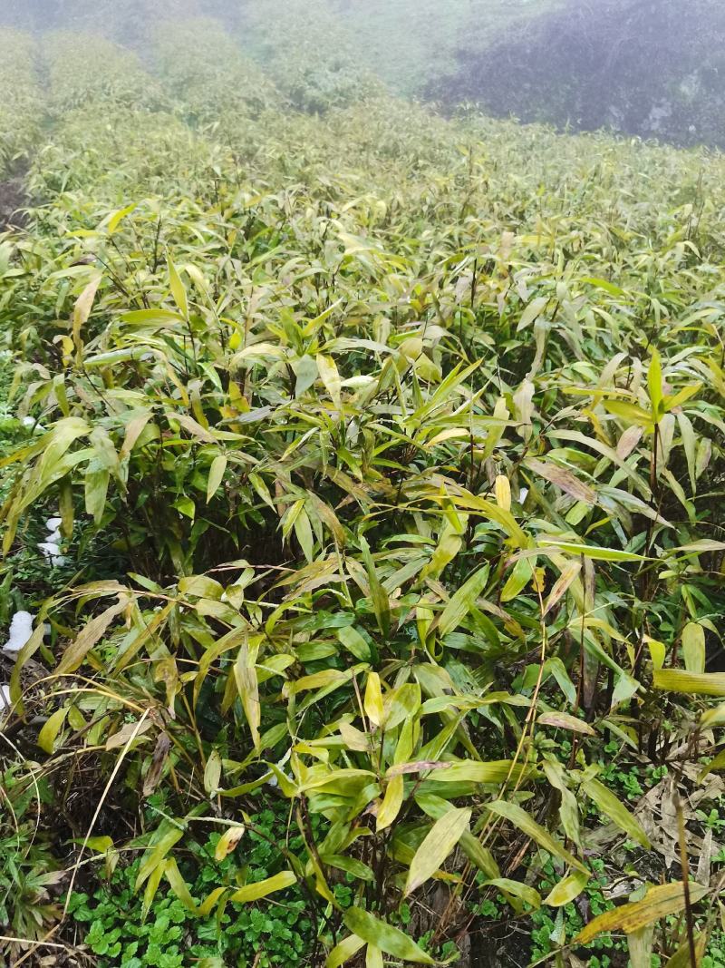 罗汉竹和八月竹苗