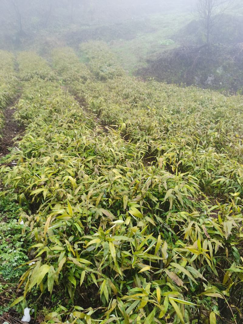 罗汉竹和八月竹苗