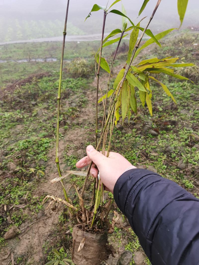 罗汉竹和八月竹苗
