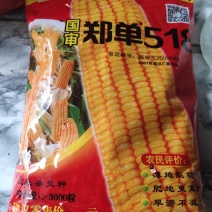 郑单518杂交玉米种子