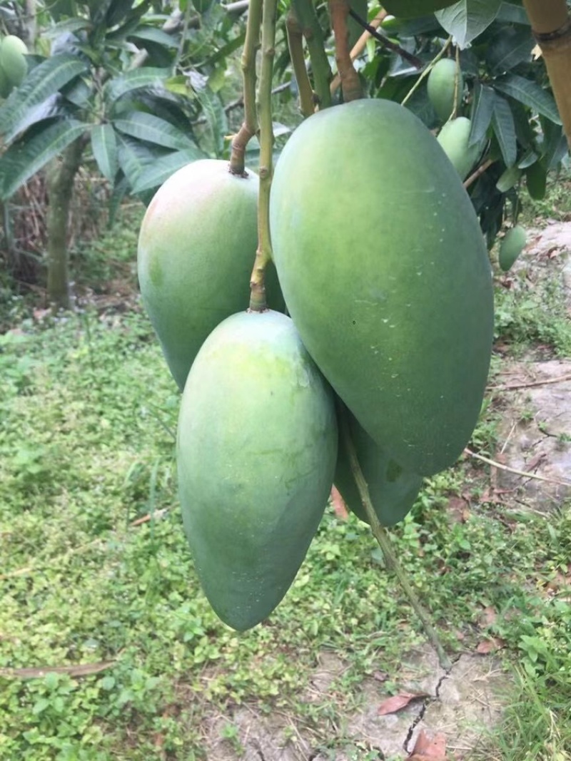 越南大青芒一级二级，长期稳定供货，物流直达全国各地