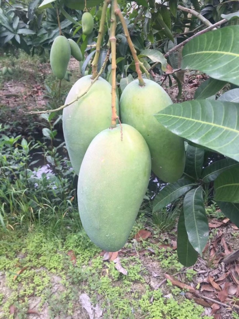 越南大青芒一级二级，长期稳定供货，物流直达全国各地