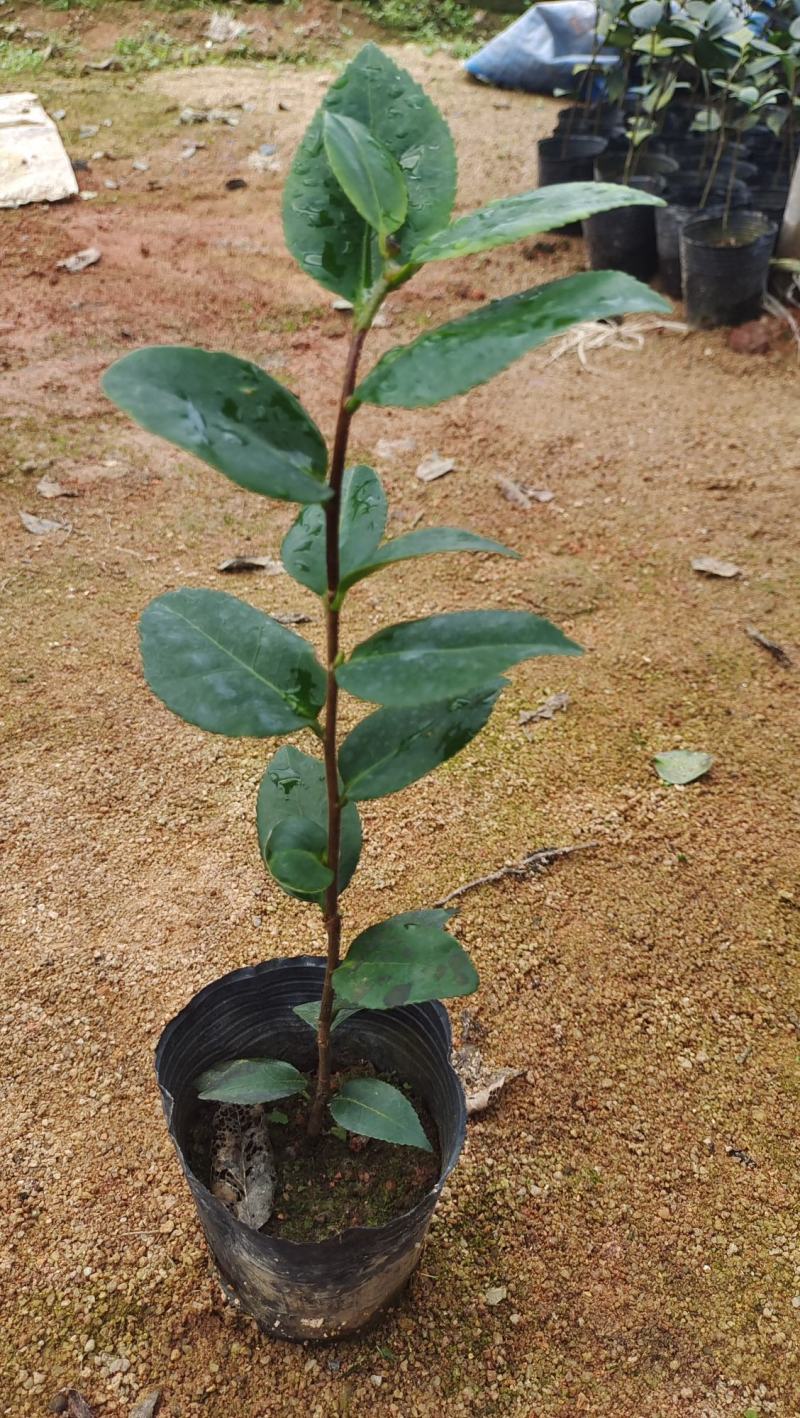 盆栽香妃香茶烈香茶花苗