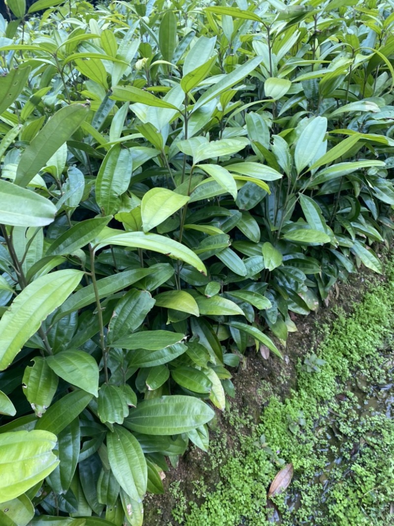 优质肉桂苗桂皮树苗50公分起现挖现发包成活