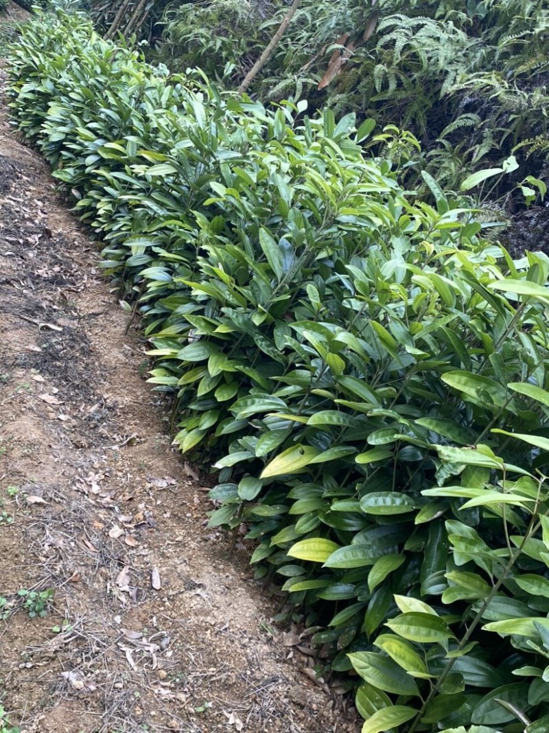 优质肉桂苗桂皮树苗50公分起现挖现发包成活