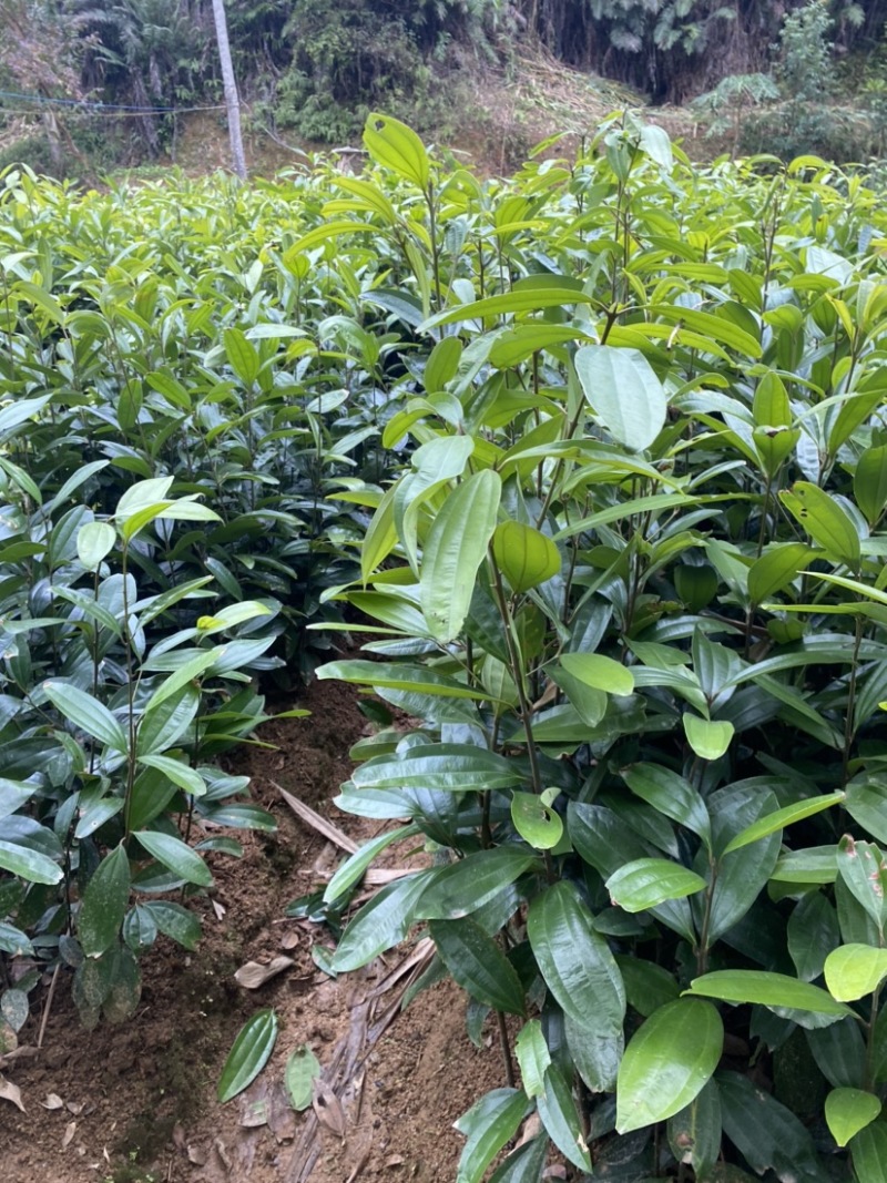 优质肉桂苗桂皮树苗50公分起现挖现发包成活