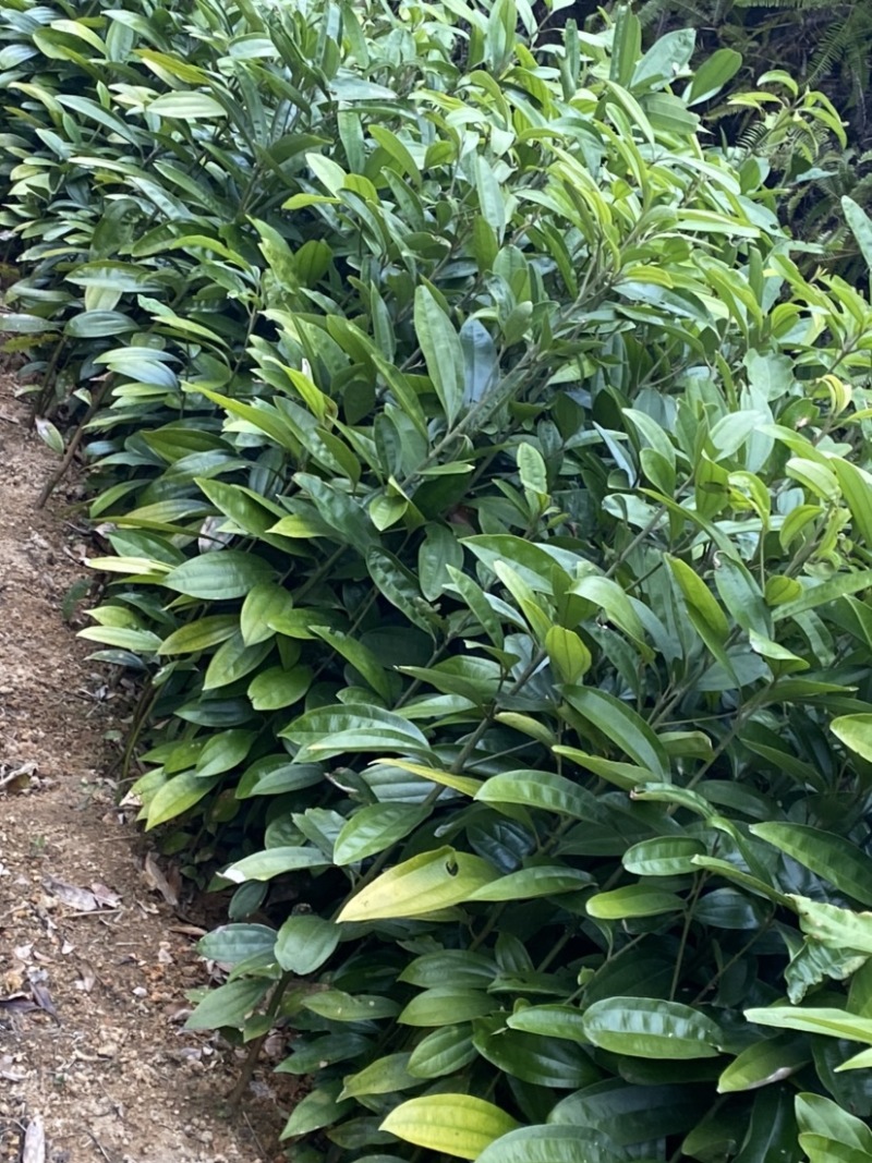 优质肉桂苗桂皮树苗50公分起现挖现发包成活