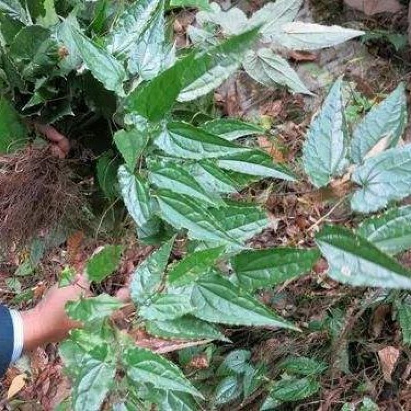 银洋合农村人到大山挖出来的