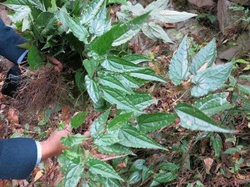 银洋合农村人到大山挖出来的