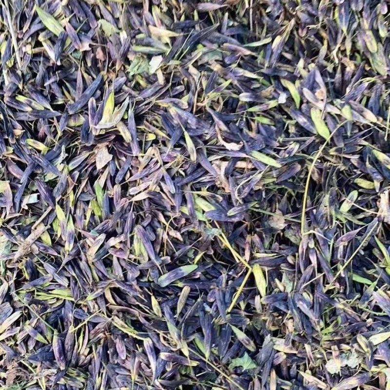 板蓝根籽，小籽，颗粒饱满，纯度高，基地直发，量大从优