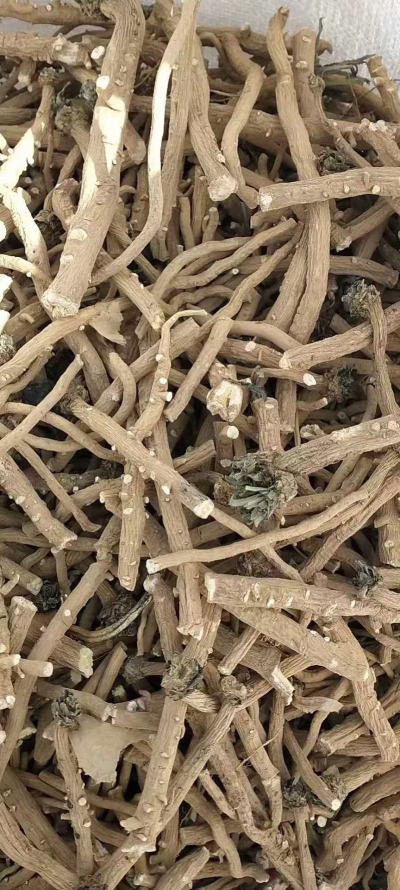 板蓝根籽，小籽，颗粒饱满，纯度高，基地直发，量大从优