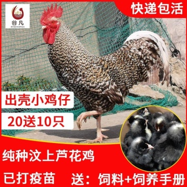 芦花鸡苗包防疫包运输包成活率货到满意付款一次合作终身朋友