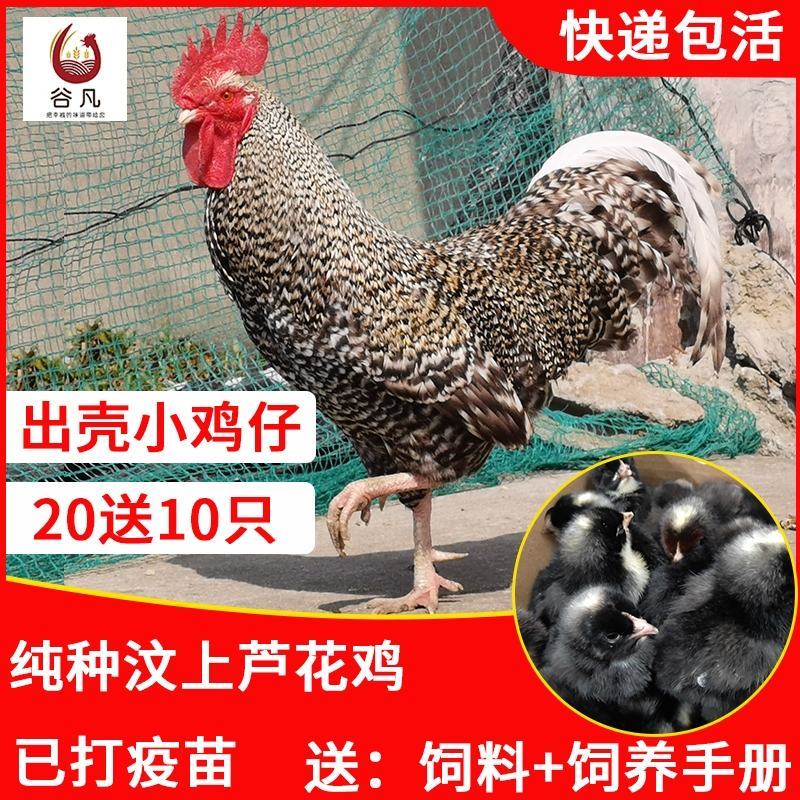 芦花鸡苗包防疫包运输包成活率货到满意付款一次合作终身朋友