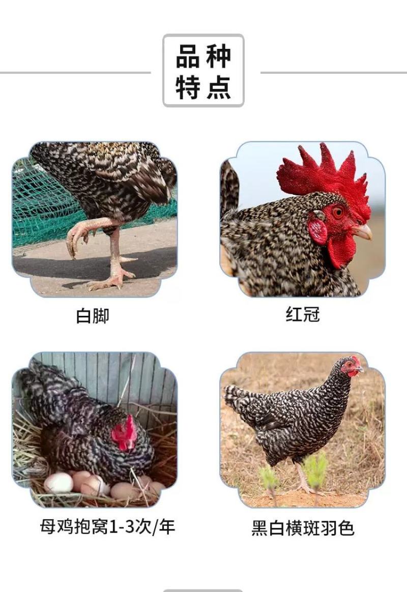 芦花鸡苗包防疫包运输包成活率货到满意付款一次合作终身朋友