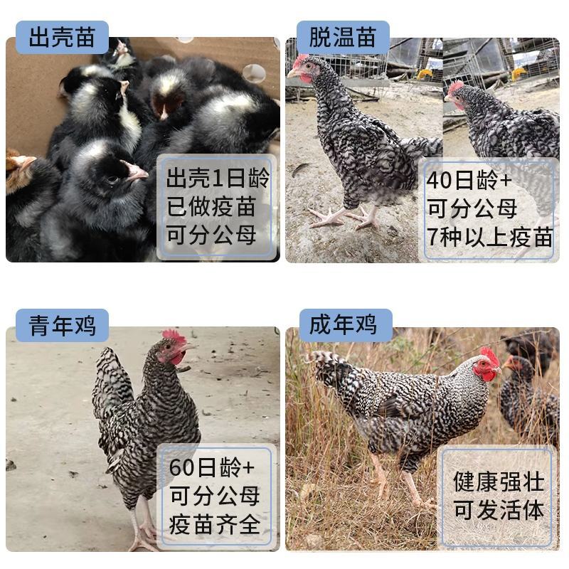 芦花鸡苗包防疫包运输包成活率货到满意付款一次合作终身朋友