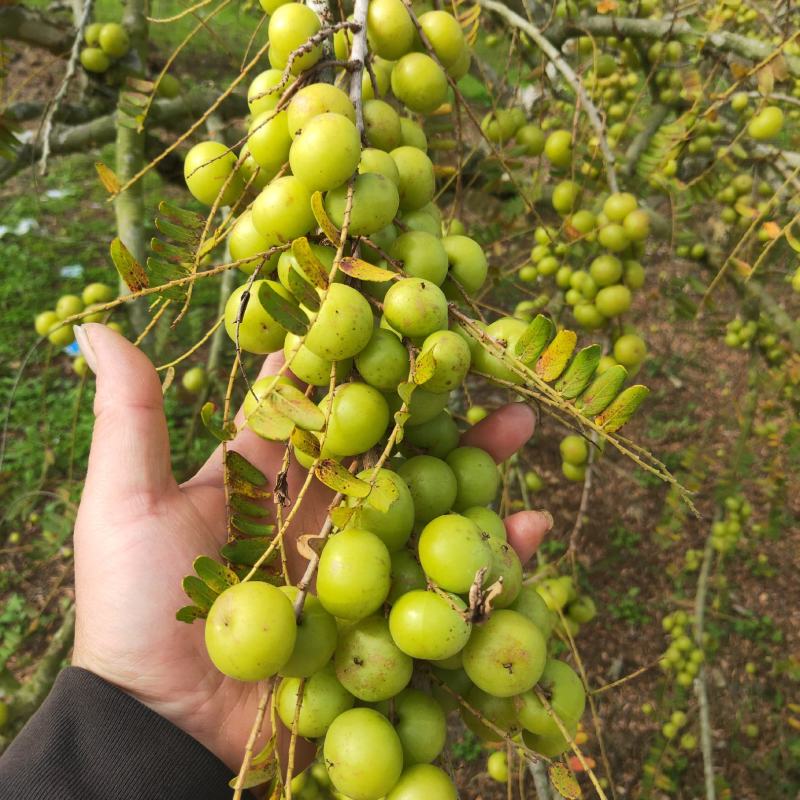 矮种狮头白油甘果