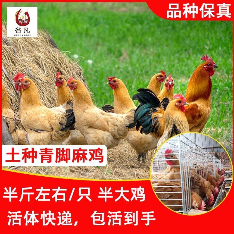 青脚麻鸡苗包防疫包运输包成活率货到满意付款一次合作终身朋