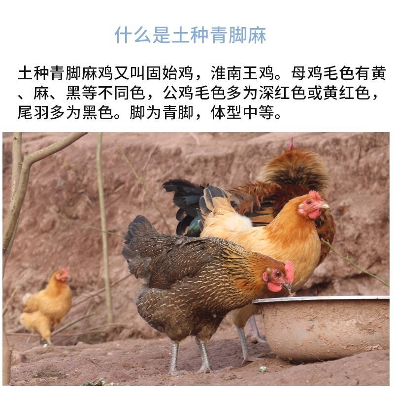 青脚麻鸡苗包防疫包运输包成活率货到满意付款一次合作终身朋