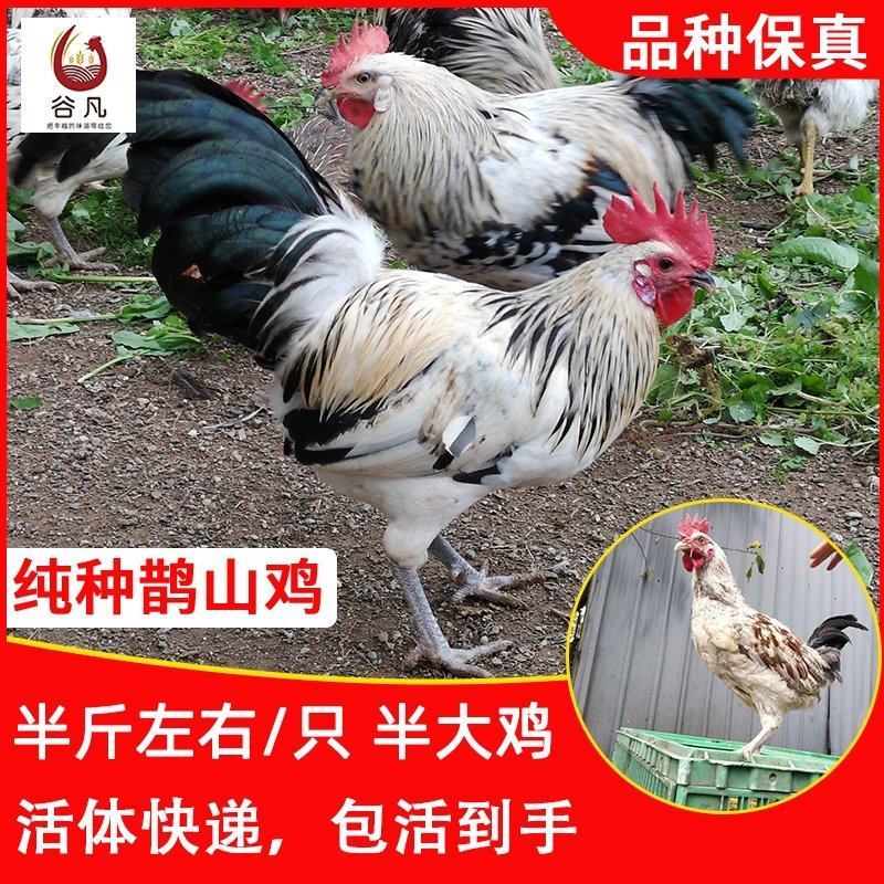 鹊山鸡苗包防疫包运输包成活率货到满意付款一次合作终身朋友