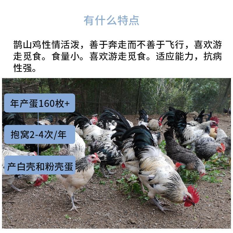 鹊山鸡苗包防疫包运输包成活率货到满意付款一次合作终身朋友