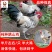 鹊山鸡苗包防疫包运输包成活率货到满意付款一次合作终身朋友