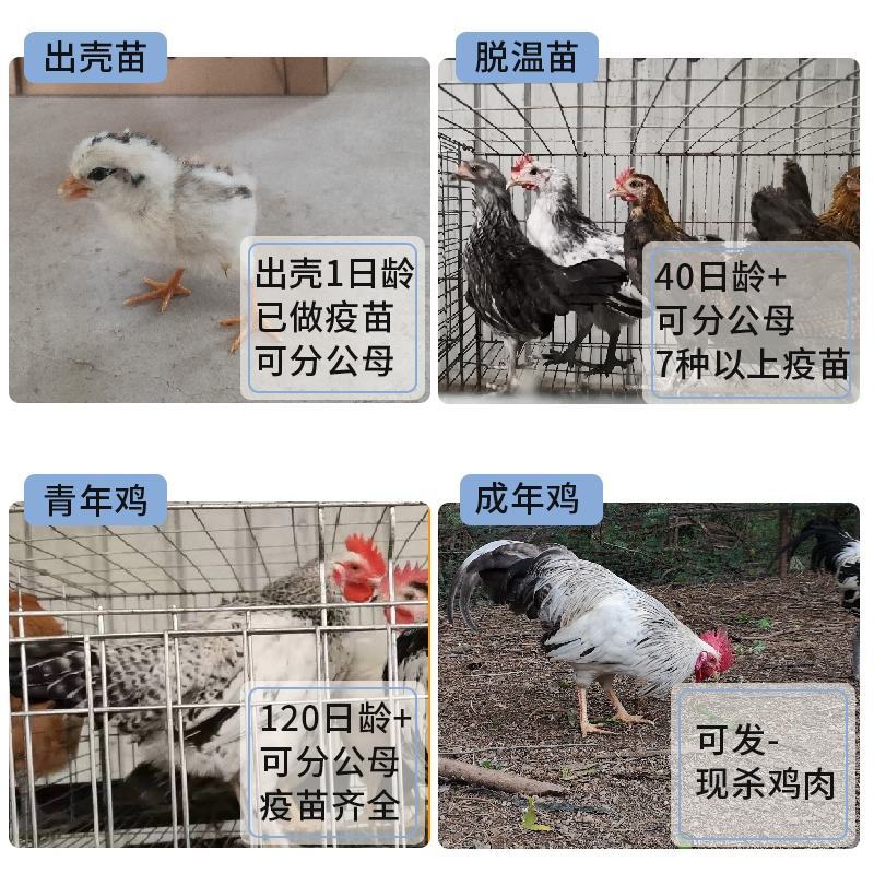 鹊山鸡苗包防疫包运输包成活率货到满意付款一次合作终身朋友