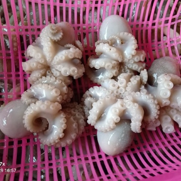 新鲜开花八爪鱼，口感鲜嫩，脆口，合适各方面市场，电商