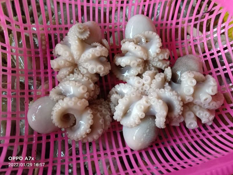 新鲜开花八爪鱼，口感鲜嫩，脆口，合适各方面市场，电商