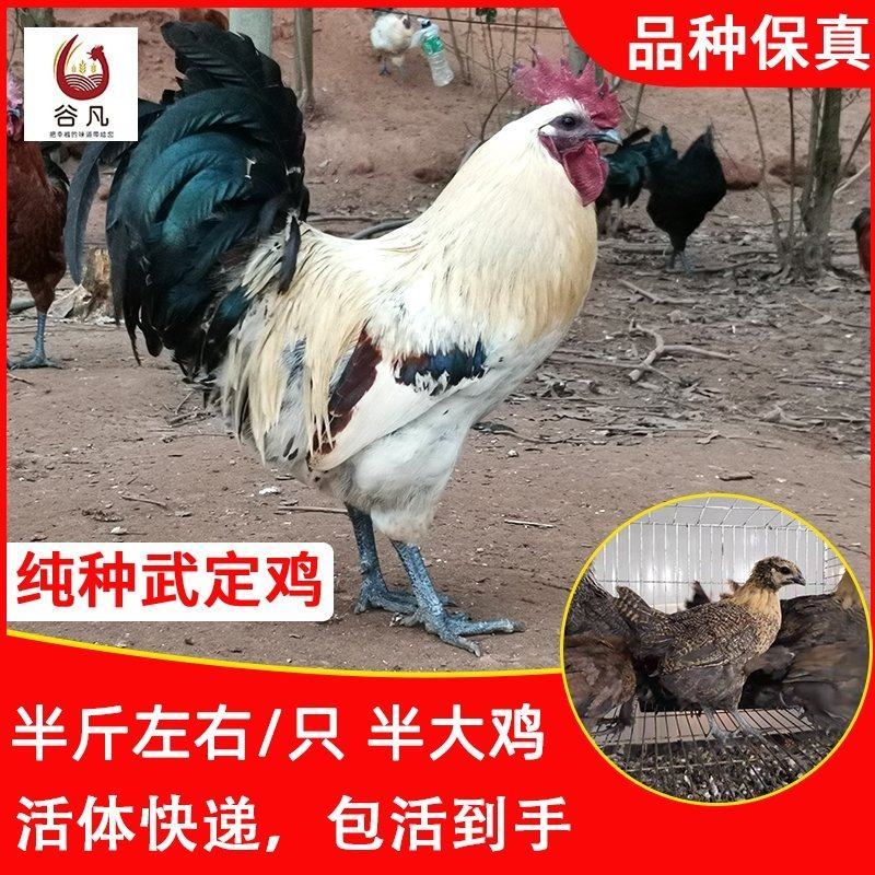 武定鸡苗包防疫包运输包成活率货到满意付款一次合作终身朋友