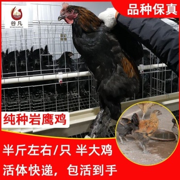 岩鹰鸡苗包防疫包运输包成活率货到满意付款一次合作终身朋友