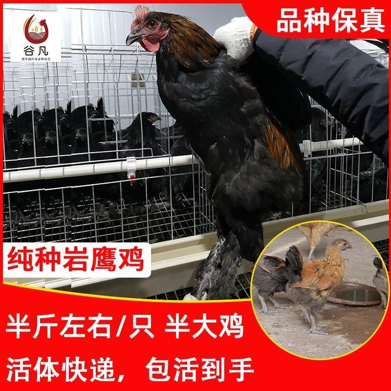 岩鹰鸡苗包防疫包运输包成活率货到满意付款一次合作终身朋友