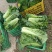 河北定州蔬菜基地大量供应秋绿60白菜