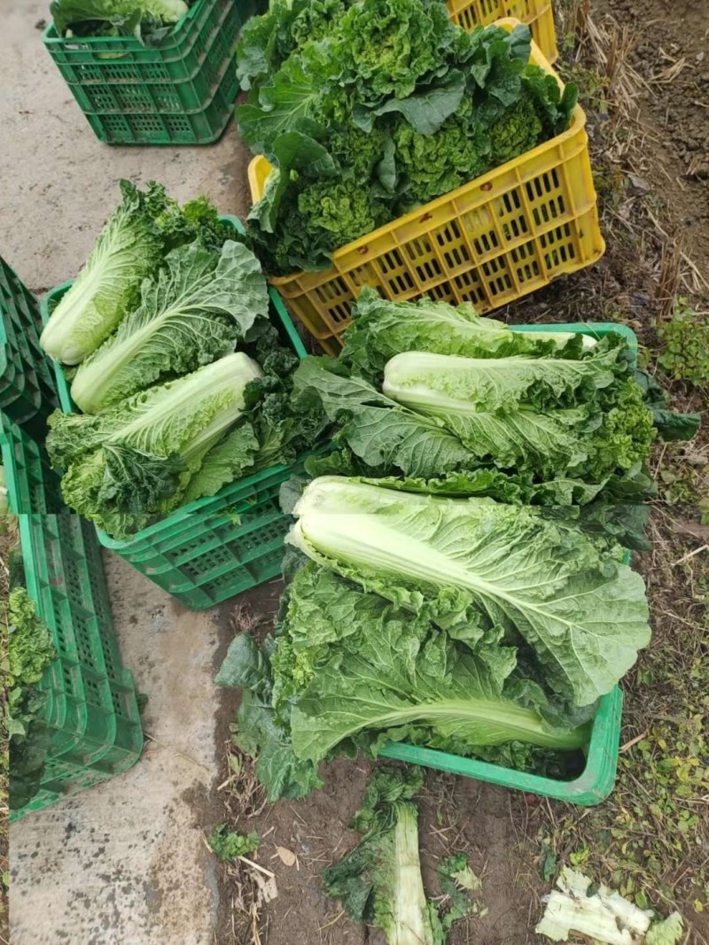 河北定州蔬菜基地大量供应秋绿60白菜