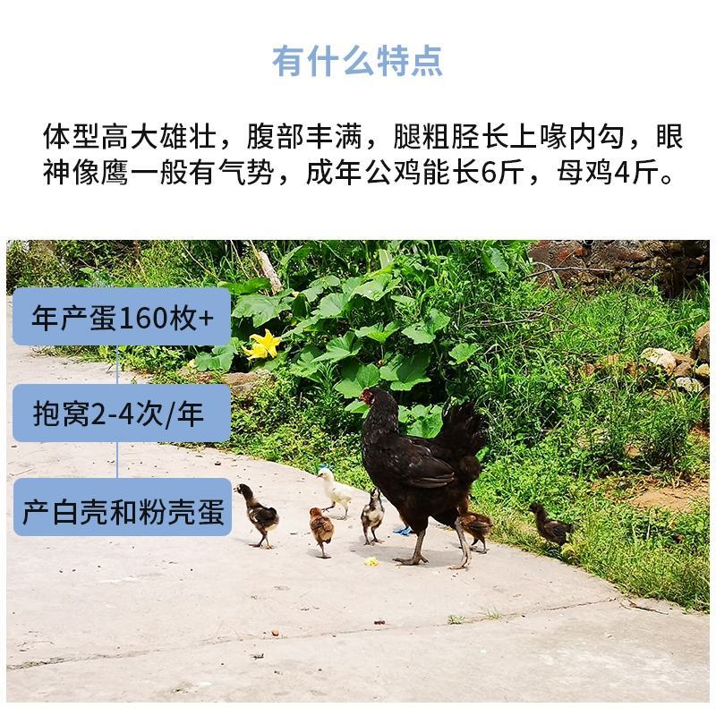 岩鹰鸡苗包防疫包运输包成活率货到满意付款一次合作终身朋友