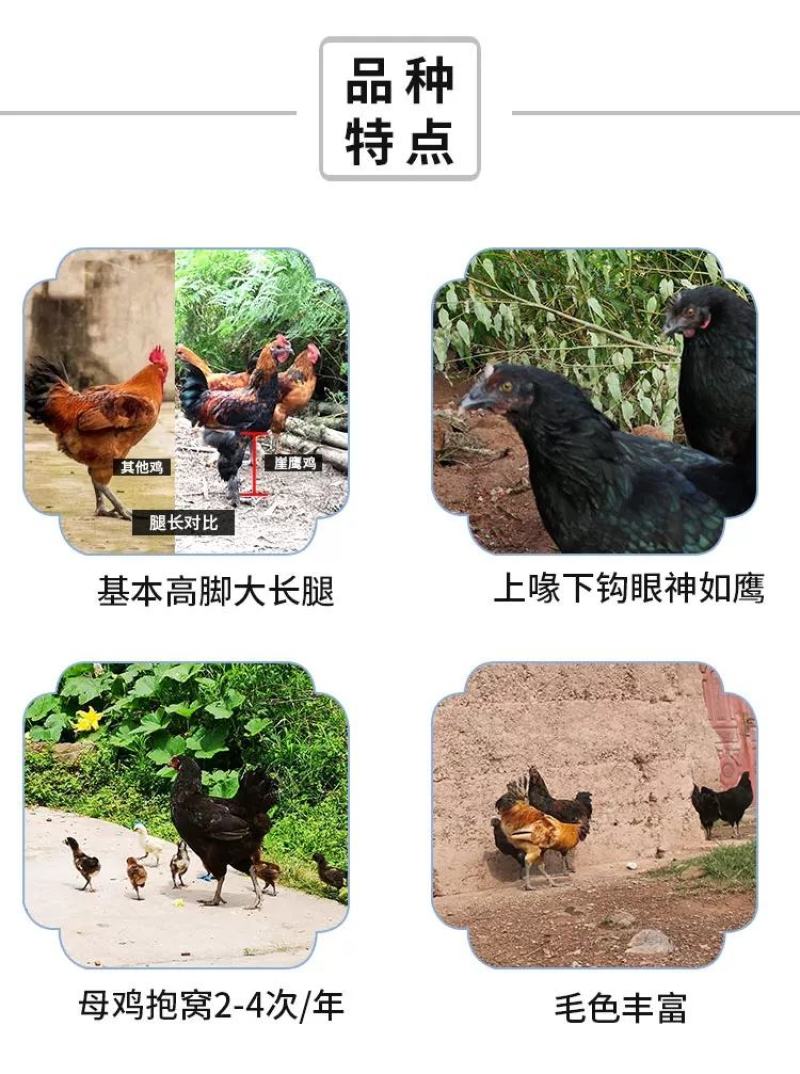 岩鹰鸡苗包防疫包运输包成活率货到满意付款一次合作终身朋友