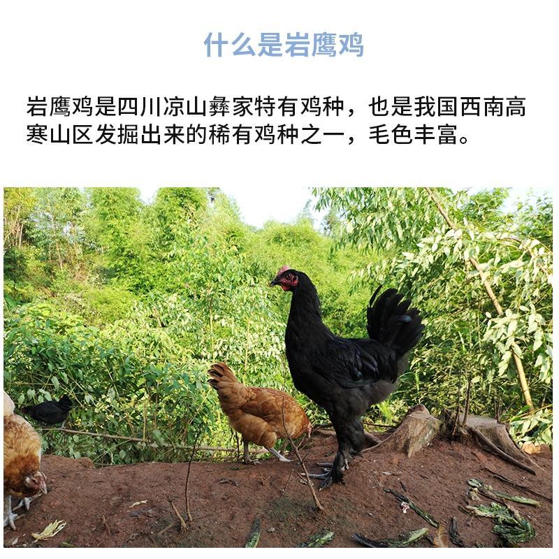 岩鹰鸡苗包防疫包运输包成活率货到满意付款一次合作终身朋友