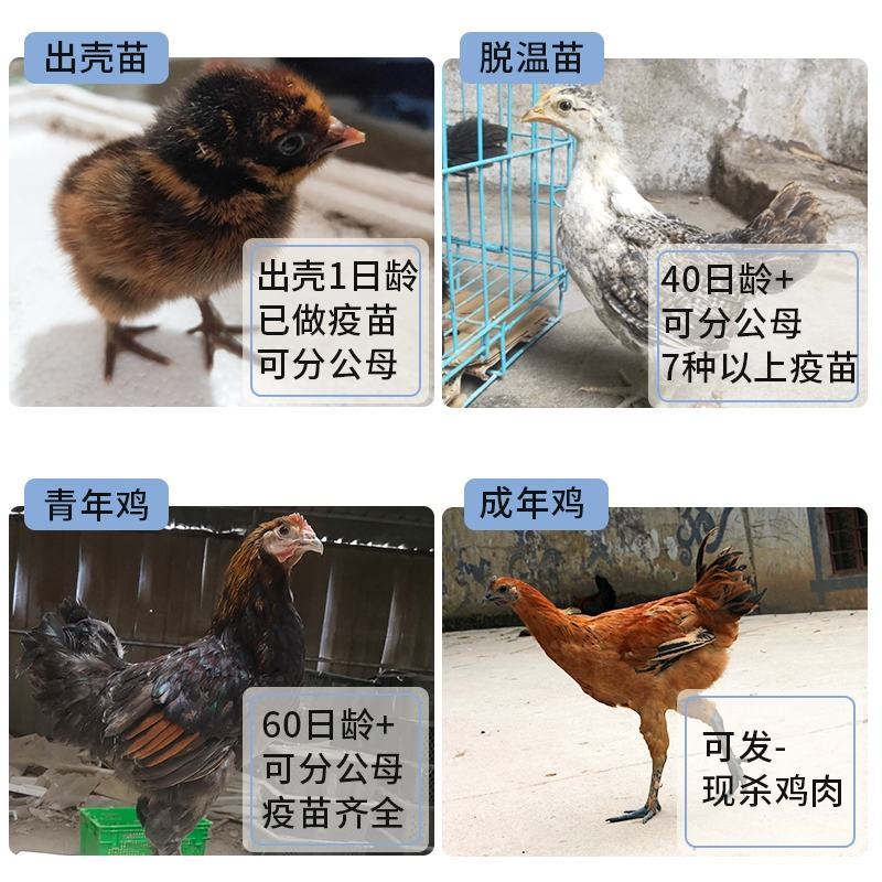 岩鹰鸡苗包防疫包运输包成活率货到满意付款一次合作终身朋友