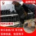 岩鹰鸡苗包防疫包运输包成活率货到满意付款一次合作终身朋友
