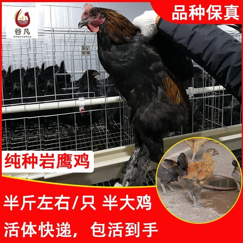 岩鹰鸡苗包防疫包运输包成活率货到满意付款一次合作终身朋友