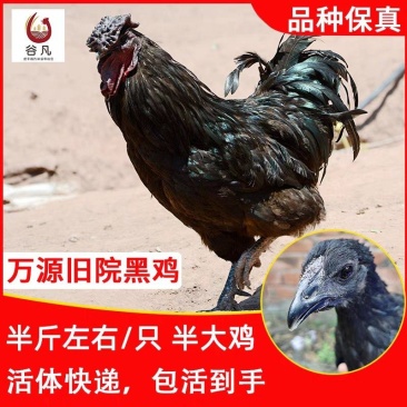 旧院黑鸡苗包防疫包运输包成活率货到满意付款一次合作终身朋