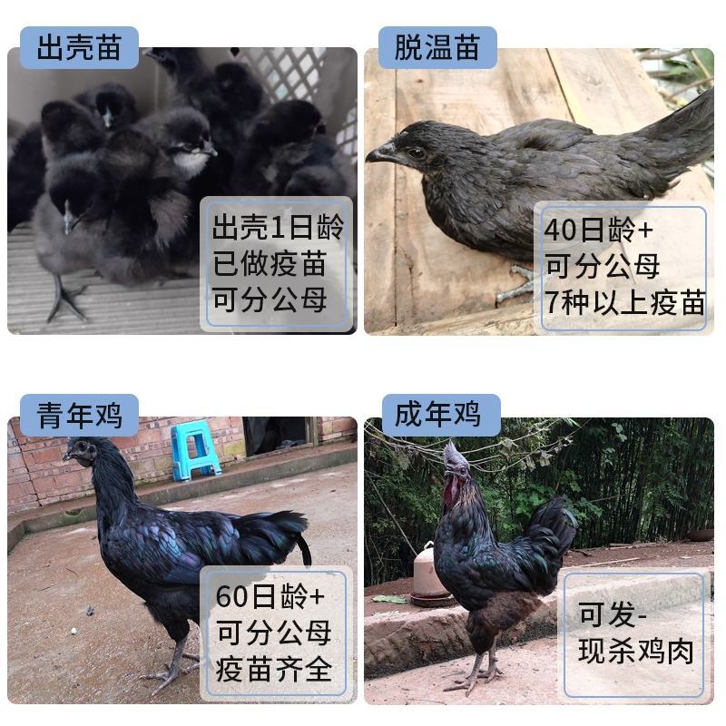旧院黑鸡苗包防疫包运输包成活率货到满意付款一次合作终身朋