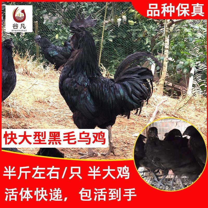 旧院黑鸡苗包防疫包运输包成活率货到满意付款一次合作终身朋